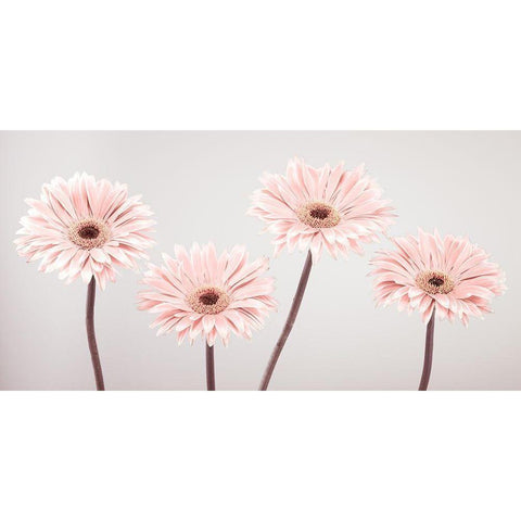 Four Gerberas, FTBR-1885 Black Modern Wood Framed Art Print with Double Matting by Frank, Assaf