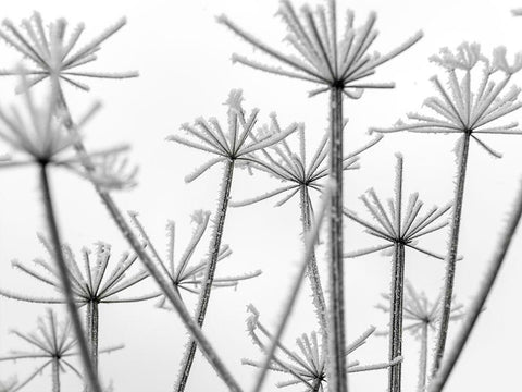 Frosty cow parsley White Modern Wood Framed Art Print with Double Matting by Frank, Assaf