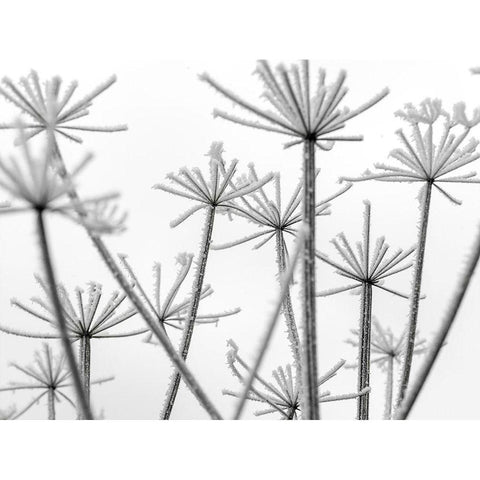 Frosty cow parsley Black Modern Wood Framed Art Print by Frank, Assaf