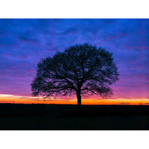 Silhouette of a tree against coloured skies White Modern Wood Framed Art Print by Frank, Assaf