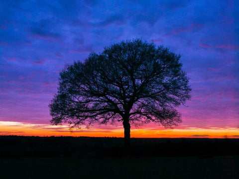 Silhouette of a tree against coloured skies Black Ornate Wood Framed Art Print with Double Matting by Frank, Assaf