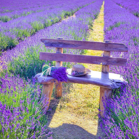 Bench in Lavender field Black Modern Wood Framed Art Print by Frank, Assaf