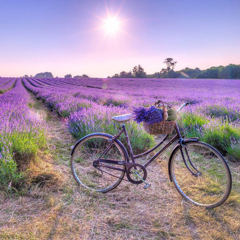 Bicycle with flowers in a Lavender field Black Modern Wood Framed Art Print by Frank, Assaf