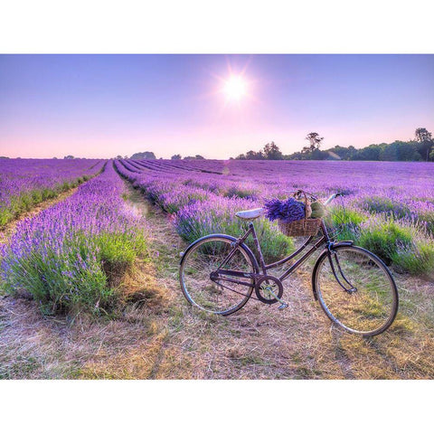 Bicycle with flowers in a Lavender field Gold Ornate Wood Framed Art Print with Double Matting by Frank, Assaf