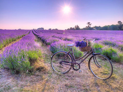 Bicycle with flowers in a Lavender field White Modern Wood Framed Art Print with Double Matting by Frank, Assaf