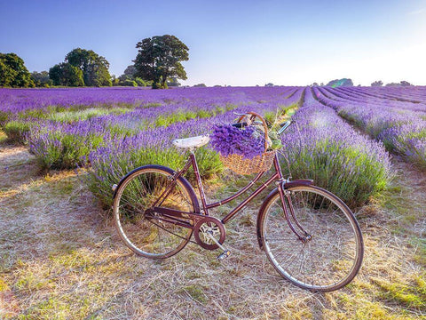 Bicycle with flowers in a Lavender field White Modern Wood Framed Art Print with Double Matting by Frank, Assaf
