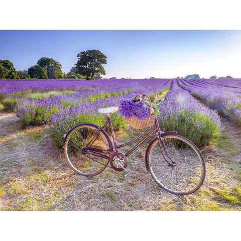 Bicycle with flowers in a Lavender field Black Modern Wood Framed Art Print by Frank, Assaf