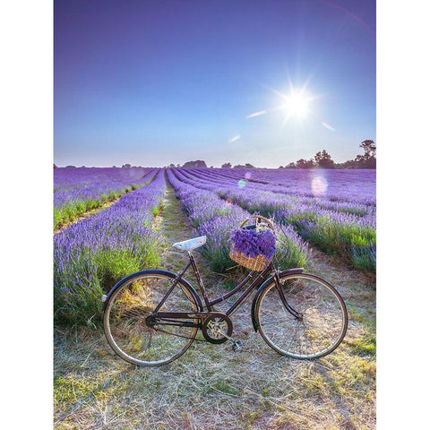 Bicycle with flowers in a Lavender field White Modern Wood Framed Art Print by Frank, Assaf
