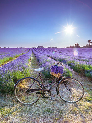 Bicycle with flowers in a Lavender field Black Ornate Wood Framed Art Print with Double Matting by Frank, Assaf