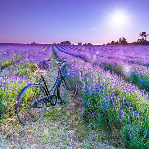 Bicycle with flowers in a Lavender field Black Modern Wood Framed Art Print by Frank, Assaf