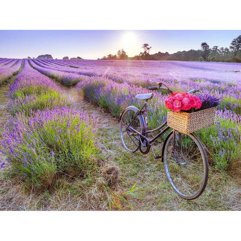 Bicycle with flowers in a Lavender field White Modern Wood Framed Art Print by Frank, Assaf