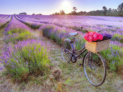 Bicycle with flowers in a Lavender field Black Ornate Wood Framed Art Print with Double Matting by Frank, Assaf