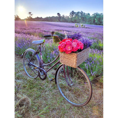 Bicycle with flowers in a Lavender field Black Modern Wood Framed Art Print by Frank, Assaf