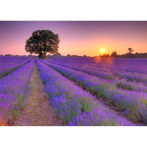 Lavender field at sunset Black Modern Wood Framed Art Print by Frank, Assaf