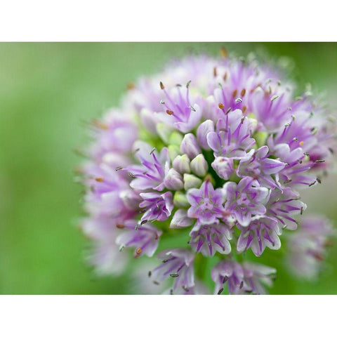 Allium flower, close-up Black Modern Wood Framed Art Print by Frank, Assaf