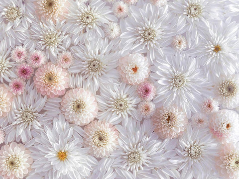 Dahlia flowers White Modern Wood Framed Art Print with Double Matting by Frank, Assaf