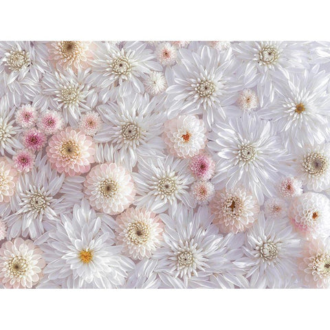 Dahlia flowers Gold Ornate Wood Framed Art Print with Double Matting by Frank, Assaf
