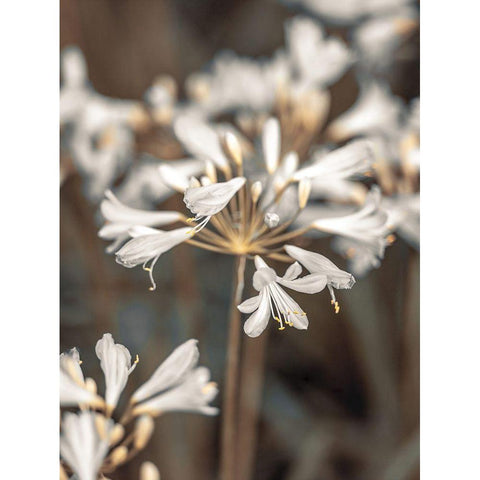 African Lilies Gold Ornate Wood Framed Art Print with Double Matting by Frank, Assaf