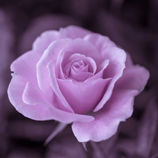 Image Only