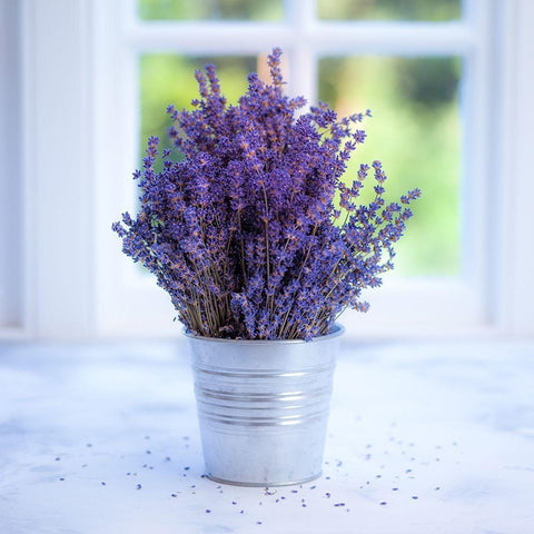 Bunch of lavender in vase by the window - Indoors Black Modern Wood Framed Art Print with Double Matting by Frank, Assaf
