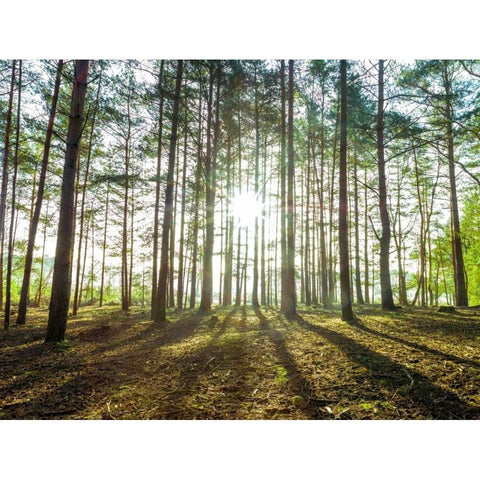 Sun rays through forest trees White Modern Wood Framed Art Print by Frank, Assaf