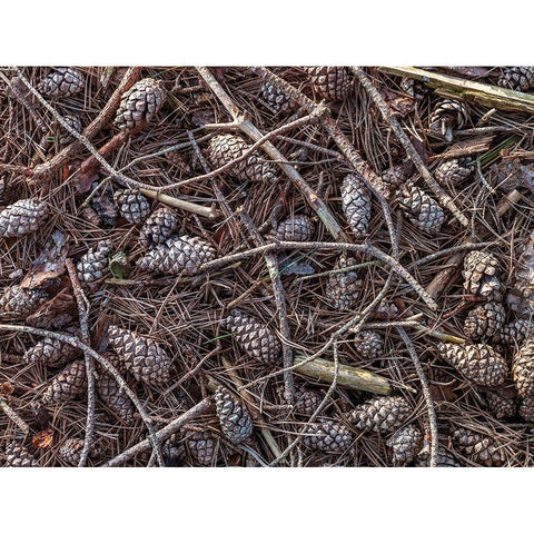 Pine cones and tree branches White Modern Wood Framed Art Print by Frank, Assaf