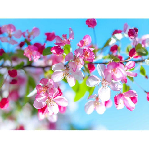 Cherry Blossom flowers Black Modern Wood Framed Art Print by Frank, Assaf