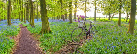 Bicycle in spring forest with bunch of flowers White Modern Wood Framed Art Print with Double Matting by Frank, Assaf