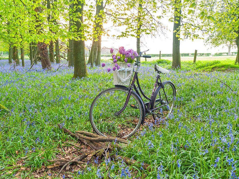 Bicycle in spring forest with bunch of flowers White Modern Wood Framed Art Print with Double Matting by Frank, Assaf