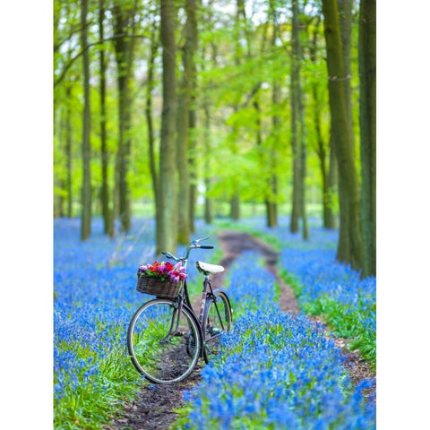 Bicycle in spring forest White Modern Wood Framed Art Print by Frank, Assaf