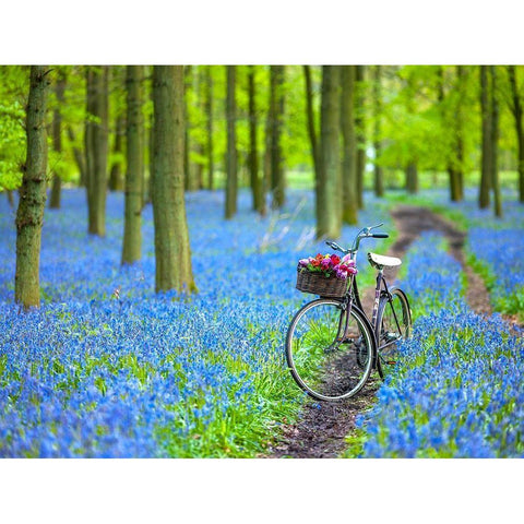 Bicycle in spring forest Black Modern Wood Framed Art Print with Double Matting by Frank, Assaf