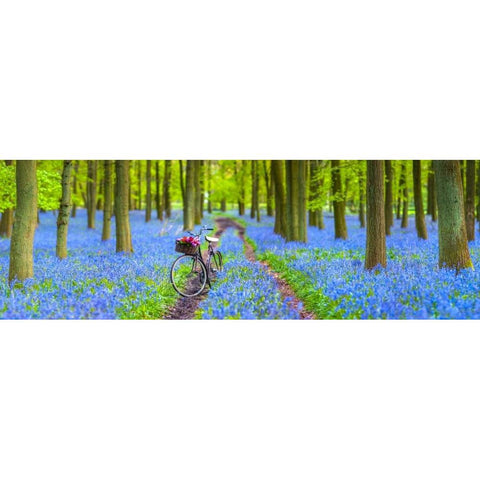 Bicycle in spring forest White Modern Wood Framed Art Print by Frank, Assaf