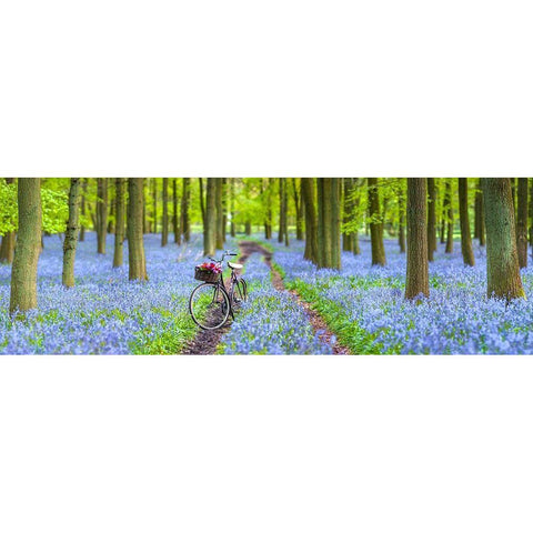 Bicycle in spring forest Black Modern Wood Framed Art Print with Double Matting by Frank, Assaf