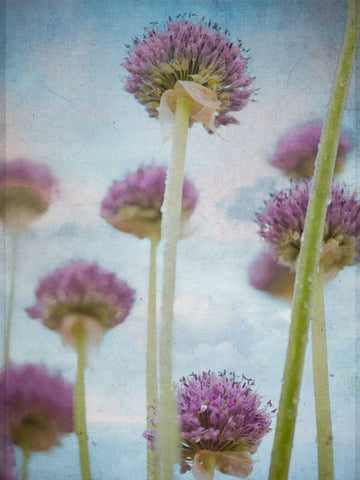 Beautiful Allium flowers White Modern Wood Framed Art Print with Double Matting by Frank, Assaf