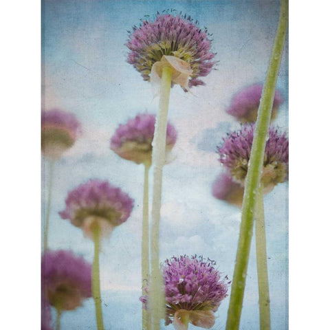Beautiful Allium flowers White Modern Wood Framed Art Print by Frank, Assaf