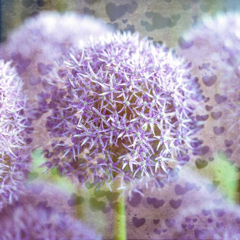 Colorful Anemone flowers in garden Black Modern Wood Framed Art Print with Double Matting by Frank, Assaf