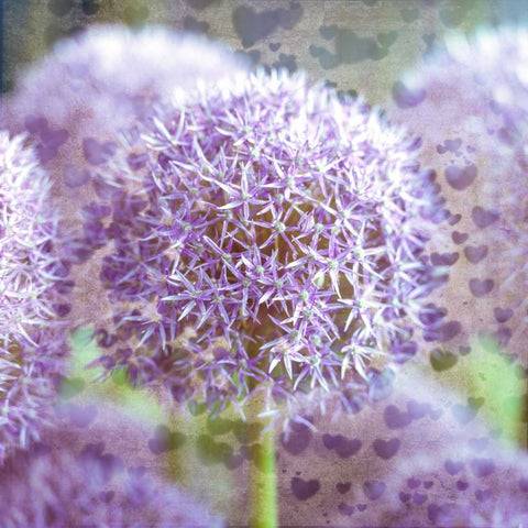 Colorful Anemone flowers in garden White Modern Wood Framed Art Print with Double Matting by Frank, Assaf