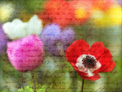 Colorful Anemone flowers in garden Black Ornate Wood Framed Art Print with Double Matting by Frank, Assaf