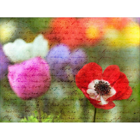 Colorful Anemone flowers in garden Black Modern Wood Framed Art Print by Frank, Assaf