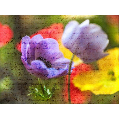 Beautiful Yellow colored Anemone flowers in garden Black Modern Wood Framed Art Print with Double Matting by Frank, Assaf