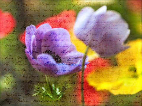 Beautiful Yellow colored Anemone flowers in garden White Modern Wood Framed Art Print with Double Matting by Frank, Assaf