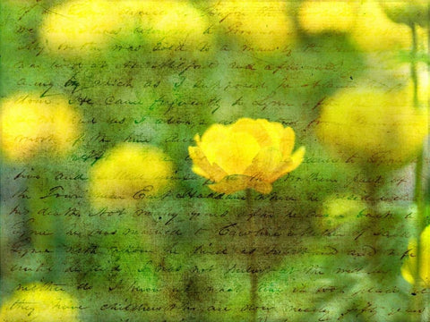 Beautiful Yellow colored Anemone flowers in garden White Modern Wood Framed Art Print with Double Matting by Frank, Assaf