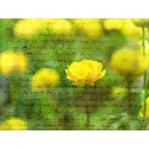 Beautiful Yellow colored Anemone flowers in garden White Modern Wood Framed Art Print by Frank, Assaf