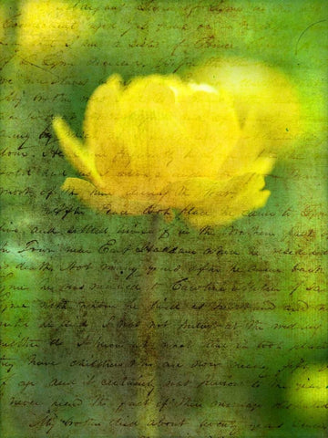 Beautiful Yellow colored Anemone flowers in garden Black Ornate Wood Framed Art Print with Double Matting by Frank, Assaf