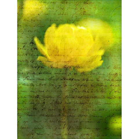 Beautiful Yellow colored Anemone flowers in garden Black Modern Wood Framed Art Print by Frank, Assaf