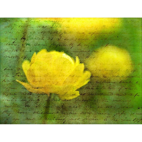 Beautiful Poppy flower in garden Gold Ornate Wood Framed Art Print with Double Matting by Frank, Assaf