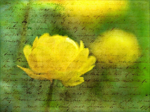 Beautiful Poppy flower in garden White Modern Wood Framed Art Print with Double Matting by Frank, Assaf