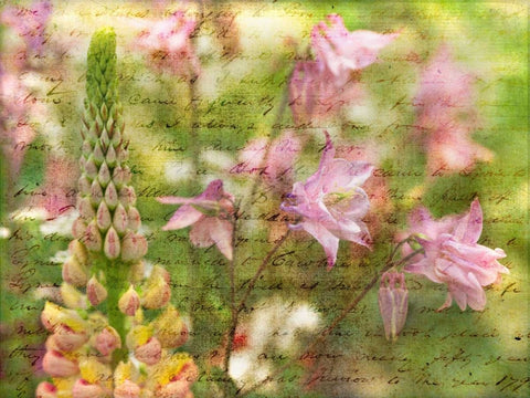 Colorful Aquilegia flowers on plants in garden White Modern Wood Framed Art Print with Double Matting by Frank, Assaf