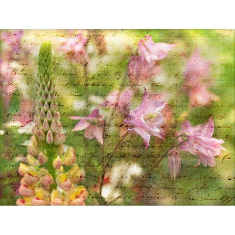 Colorful Aquilegia flowers on plants in garden Black Modern Wood Framed Art Print by Frank, Assaf