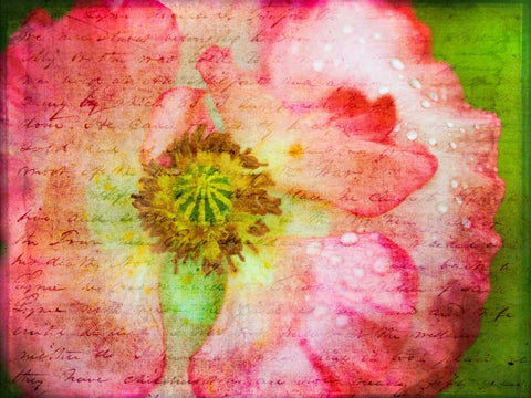 Colorful Wisteria in spring White Modern Wood Framed Art Print with Double Matting by Frank, Assaf